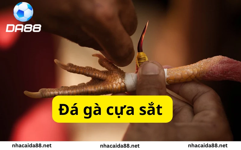 đá gà cựa sắt KUBET