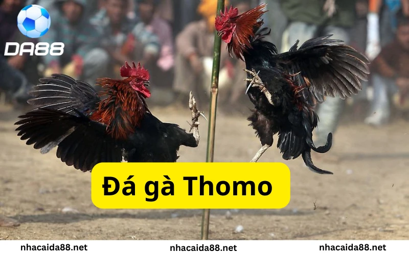 Đá gà thomo KUBET
