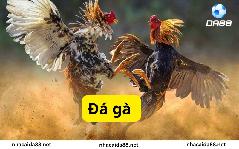 Giới thiệu đá gà KUBET